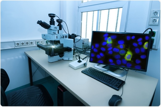 fluorescent antibodies