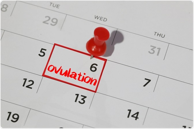 ovulation