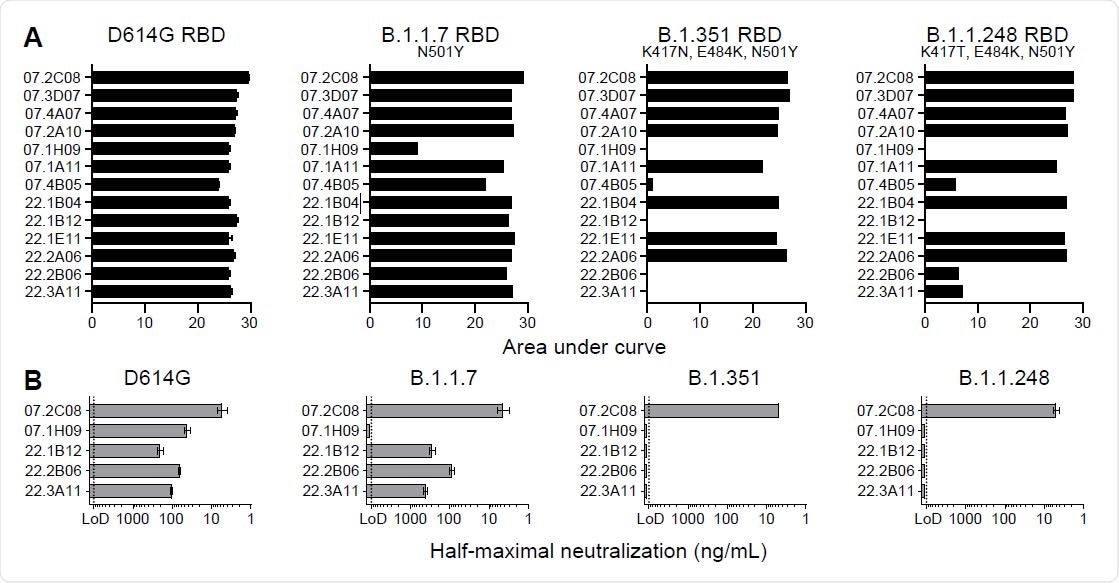 mAb 2C08 potently neutralizes diverse SARS-CoV-2 strains. (A and B) ELISA binding to recombinant RBD from (A) and neutralizing activity in Vero-TMPRSS2 cells against (B) indicated SARS-CoV-2 strains by the indicated mAbs. ELISA binding to D614G RBD previously reported in (29). Baseline for area under the curve was set to the mean + three times the standard deviation of background binding to bovine serum albumin. Dotted lines indicate limit of detection. Bars indicate mean ± SEM. Results are from one experiment performed in duplicate (panel A, D614G) or in singlet (panel A, B.1.1.7, B.1.351, and B.1.1.248), or two experiments performed in duplicate (panel B).