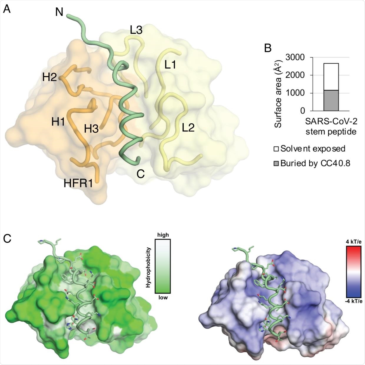 Crystal structure of CC40.8 antibody in complex with the SARS-CoV-2 stem peptide. A. Overall view of the CC40.8-peptide complex structure. Heavy and light chains of CC40.8 are shown in orange and yellow semi-transparent surfaces, respectively, where paratope regions are shown as cartoon. The SARS-CoV-2 stem-helix peptide is shown in green. B. Surface area of the SARS-CoV-2 stem peptide. Solvent exposed and buried areas were calculated with Proteins, Interfaces, Structures and Assemblies (PISA) (68). C. The SARS-CoV-2 stem peptide inserts into a hydrophobic groove formed by the heavy and light chains of CC40.8. Surfaces of CC40.8 are color-coded by hydrophobicity [calculated by Color h (https://pymolwiki.org/index.php/Color_h)]. D. Electrostatic surface potential of the CC40.8 paratope. Electrostatic potential is calculated by APBS and PDB2PQR (69, 70).