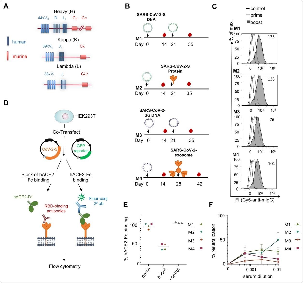 Immunization of TRIANNI mice for induction of SARS-CoV-2 neutralizing antibodies. TRIANNI mice harboring the entire human Ig variable region repertoire (A) were primed by intramuscular electroporation with expression plasmids for wild type SARS-CoV-2-S (M1, M2) or a hybrid SARS-CoV-2-S containing the intracytoplasmic domain of VSV-G (M3, M4) (B) Mice were boosted with the expression plasmids used for priming (M1, M3), soluble trimeric S protein (M2), or exosomes carrying the hybrid SARS-CoV-2-S protein (M4). (C) A flow cytometric assay assessed the binding of sera at a 1:200 dilution to the SARS-CoV-2-S protein with HEK-293T cells transiently expressing the S protein. Numbers indicate the relative mean fluorescence intensities of sera drawn two weeks after the booster immunizations. (D) Scheme of hACE2-Fc competition assay. HEK-293T cells expressing the SARS-CoV-2-S protein were incubated with hACE2-Fc fusion protein in the presence or absence of sera from immunized mice before staining with an AF647-labelled anti-human Fc antibody. (E) Competitive inhibition of hACE2-Fc binding to trimeric S protein by sera (1:200) from control mice and mice at the indicated time points after the first immunization. The mean percentage of binding as compared to control binding is shown (two experiments each performed in triplicates). (F) For the neutralization assay, Vero-E6 cells were infected with the SARS-CoV-2 isolate MUC-IMB-1 in the presence or absence of week 5 sera. SARS-CoV-2 infection was quantitated after 20 to 24 hours by staining with purified IgG from a convalescent COVID-19 patient and a fluorescence-labeled anti-human IgG using an ELISPOT reader. The mean and SEM of triplicates of one experiment are shown.