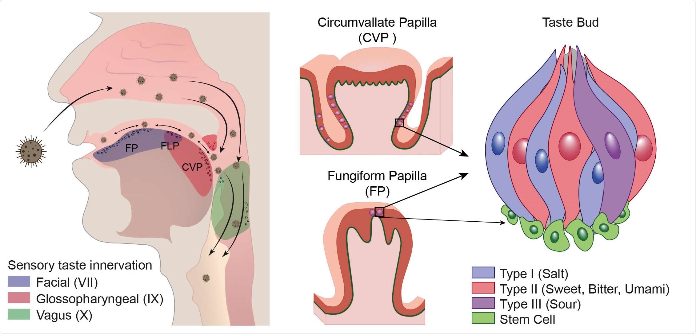 The receptor for SARS-CoV-2 angiotensin converting enzyme 2 (ACE2) is on Type II taste bud cells in taste papillae of the tongue. Panel A shows the distribution of taste buds and chemosensory cells in the oropharyngeal cavity and how inhaled virus may infect the tongue and oropharyngeal areas. Branches of three cranial nerves (CN VII, IX and X) are involved in relaying taste information to the central nervous system. Taste is first discriminated in taste receptor cells (TRCs) within taste buds located in circumvallate (CVP), foliate (FLP) and fungiform papillae (FP) in the tongue. Three defined TRCs relay five prototypic tastes. Stem cells immediately surrounding the taste bud receive signals from taste cells prompting differentiation into a replacement TRC. Circles on tongue, uvula, epiglottis and oropharyngeal areas represent taste buds and chemosensory cells.