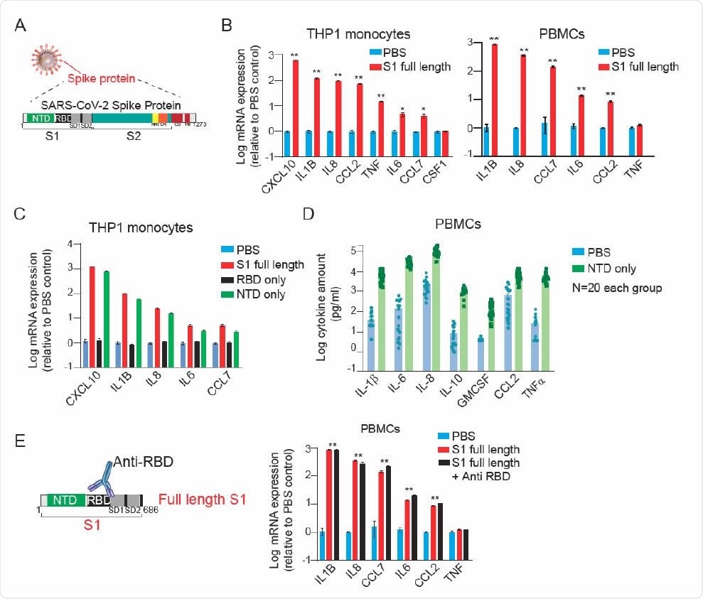 SARS-Cov-2 Spike subunit S1 protein causes a significant increase in the expression and release of a panel of cytokines in THP1 monocytes and human PBMCs. (A) A schematic showing major SARS-CoV-2 proteins and domain structure of spike protein. (B) Changes in the expression of cytokines in THP1 macrophages (left) and PBMCs (right) upon treatment with fulllength S1 subunit at 1 µg/ml for 24 hr. (C) Changes in the expression of cytokines in THP1 macrophages upon treatment with different domains of S1 subunit at 1 µg/ml for 24 hr. (D) Measurement of cytokine release from healthy donor PBMCs treated with PBS or NTD at 1 µg/ml for 24 hr. (E) Effect of an anti-RBD antibody on S1 subunit stimulated changes in the expression of cytokines in PBMCs. Gene expression was measured by qPCR. Cytokine release in the conditioned media was measured by Luminex. Full-length S1 and S1 subunits are purified from HEK293 cells.