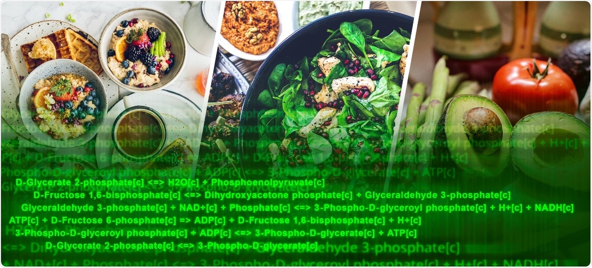 New mathematical model could help design new probiotics and tailored diets to prevent diseases