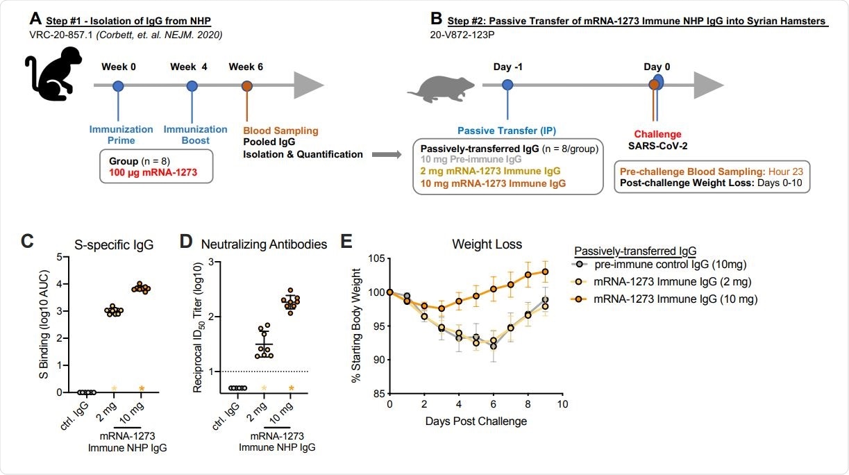 Passive transfer of mRNA-1273 immune NHP IgG into Syrian hamsters. (A) Sera were pooled from all NHP that received 100 µg of mRNA-1273 in a primary vaccination series. (B) mRNA-1273 immune NHP IgG (2 mg, yellow or 10 mg, orange) or pre-immune NHP IgG (10 mg, gray) was passively transferred to Syrian hamsters (n = 8/group) 24 hours prior to SARSCoV-2 challenge. Twenty-three hours post-immunization, hamsters were bled to quantify circulating S-specific IgG (C) and SARS-CoV-2 pseudovirus neutralizing antibodies (D). Following challenge, hamsters were monitored for weight loss (E). (C-D) Circles represent individual NHP. Bars and error bars represent GMT and geometric SD, respectively. Asterisks at the axis represent animals that did not receive adequate IgG via passive transfer and were thus excluded from weight loss analyses. (D) The dotted line indicates the neutralization assay limit of detection. (E) Circle and error bars represent mean and SEM, respectively.