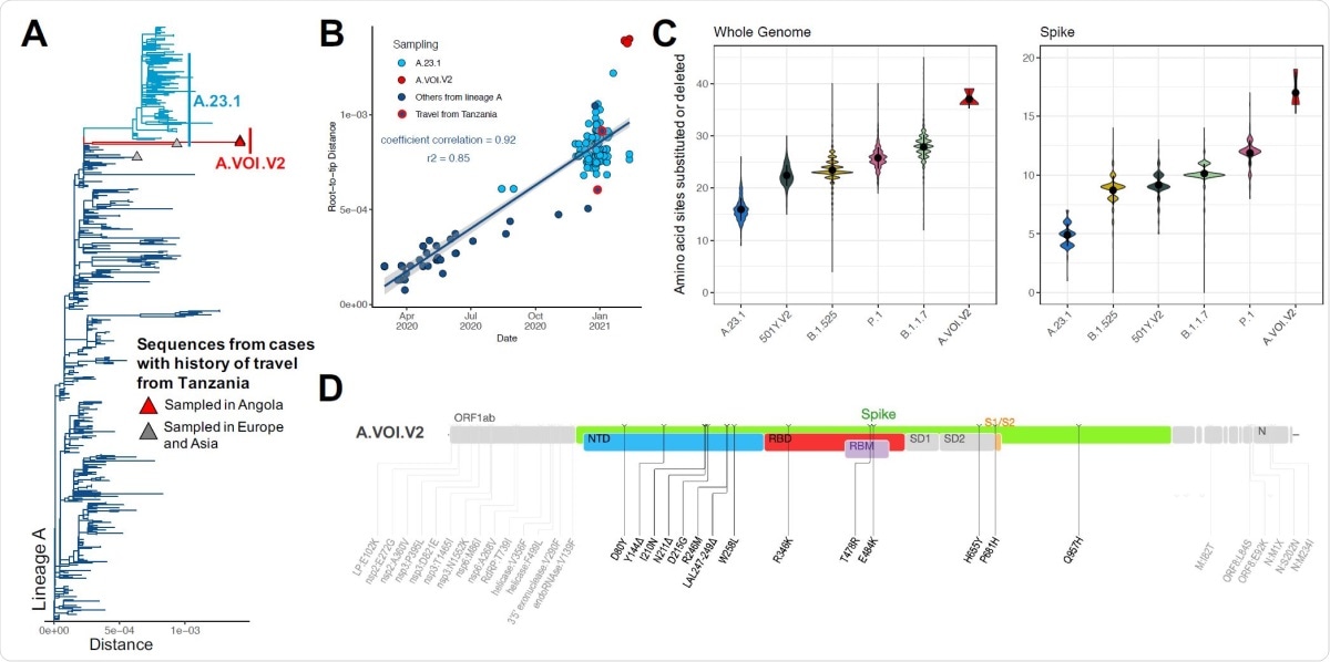 A) Phylogenetic tree of a subset of lineage A sequences (n=319) including five sequences from cases with history of travel of Tanzania, three of which are the A.VOI.V2 sampled in Angola (tips shown with a triangle); B) Regression of root-to-tip genetic distances against sampling dates, for sequences belonging to lineage A, showing the novel A.VOI.V2 (red), the known VOI A.23.1 (light blue), other sequences of lineage A (deep blue), two of which are documented to have travel history from Tanzania (red outline); C) Violin plot showing the number of amino acid mutations in the whole genome and spike glycoprotein in a subset of genomes from five known variants compared to the novel A.VOI.V2; D) Genome map showing the position of the 31 amino acid substitutions and three deletions (spike in color, NTD = Nterminal domain, RBD = receptor-binding domain, RBM = receptor-binding motif, S1/S2 = S1/S2 cleavage site, and the rest of the genome in grey).