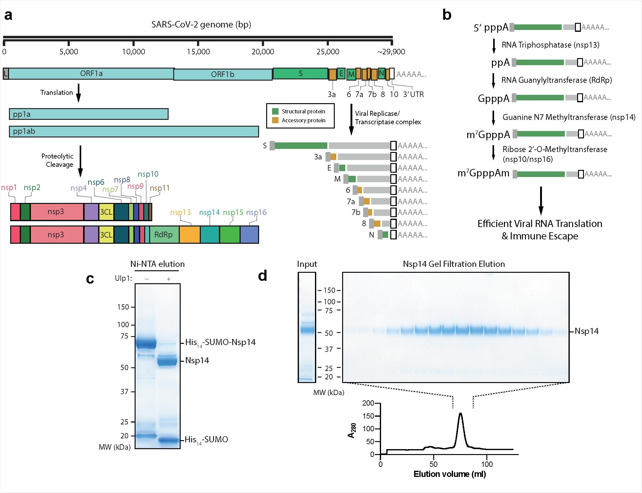 Purification of nsp14 Guanine N7 Methyltransferase a) Outline of the SARS-CoV-2 genome. Pp1a and Pp1ab represent polyproteins a and ab, respectively. Pp1a and pp1ab are able to autoproteolytically cleave themselves to form the nsp proteins outlined. The viral replicase/transcriptase complex produces a series of nested viral RNAs that encode accessory (orange) or structural (green) viral proteins. b) Viral RNA capping outline. The initial RNA nucleotide possesses a γ and β phosphate, unlike following RNA bases. The γ phosphate is removed by nsp13, followed by the addition of Gp by nsp12, releasing pyrophosphate. nsp14 and nsp16/10 then catalyse the formation of the final Cap-0 structure. c) Coomassie gel of His14-SUMO cleavage. Left column: Elution from Ni-NTA beads without the Ulp1 SUMO-dependent protease. Right: Elution from Ni-NTA beads after treatment with Ulp1 (see Methods). d) Gel filtration fractions of nsp14. Left: Input to gel filtration. Right: Pooled fractions from the main peak of the elution (lower). nsp14 expected size: 55 kDa