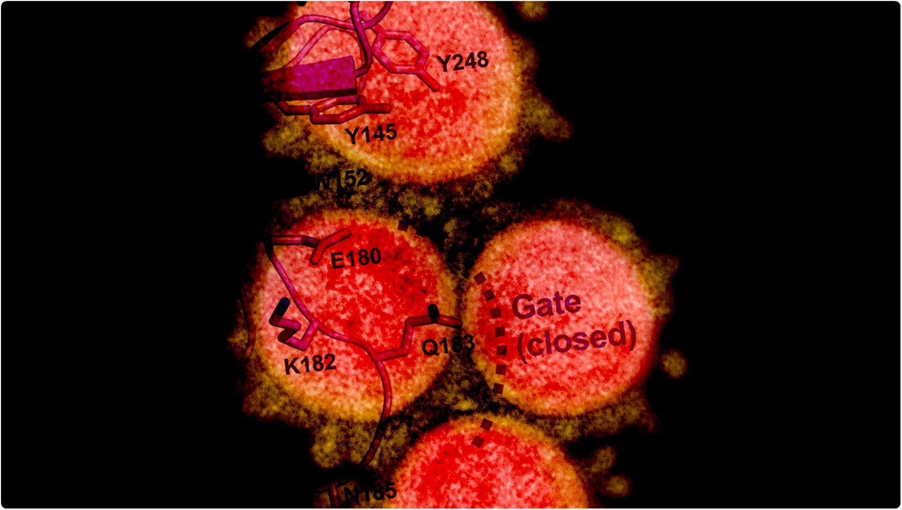 Study: SARS-CoV-2 can recruit a haem metabolite to evade antibody immunity. Image Credit: NIAID / AAAS