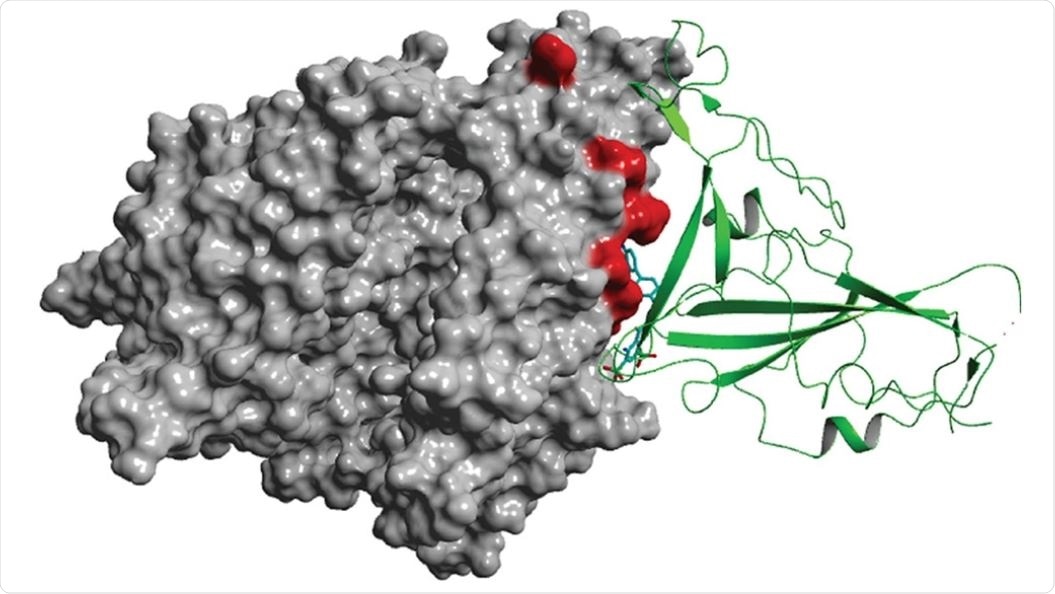 Evans blue (cyan) is shown bound at the interface between the SARS-CoV-2 Spike (green) and its host receptor ACE2 (grey). Image credit: A/Prof Thomas Haselhorst