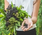 What is Elderberry?
