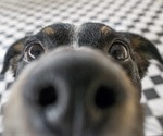 Can sniffer dogs be trained to detect SARS-CoV-2 infection?