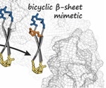 Researchers develop a hairpin-shaped bicyclic peptide to fight cancer