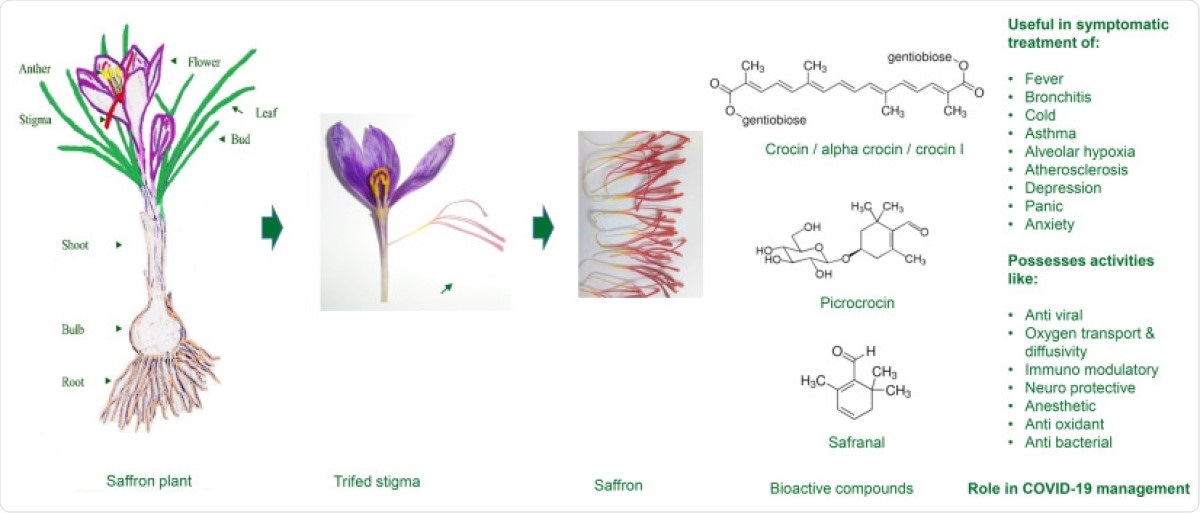 Saffron stigma bioactive compounds with therapeutic value useful for COVID-19 management.