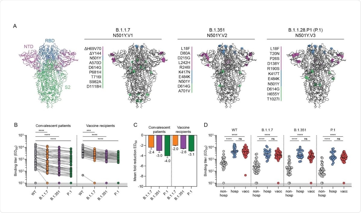 Binding of convalescent and vaccinee sera to VOC B.1.1.7, B.1.351 and P.1 spike proteins. (A) Structural representation of spike (S) protein with its three domains (N-terminal domain, NTD, in magenta; receptor-binding domain (RBD), in blue; S2 domain in green). Mutations in each of the VOC S proteins are listed as well as their location in the trimer. Colors correspond to the S protein domains in which the mutation occurs in. (B) Half-maximal binding (ED50) titers of polyclonal convalescent sera (left, n = 57) and vaccinee sera (right, n = 50) to S protein of B.1.1.7, B.1.351 and P.1 VOC. Connected dots indicate results from the same individual. The lower cutoff for binding was set at an ED50 of 10 (grey shading). (C) Mean ± SEM fold reductions in ED50 titers for convalescent patients and vaccine recipients against S proteins of B.1.1.7, B.1.351 and P.1 VOC in comparison to ED50 titers to the WT S protein. (D) ED50 titers of non-hospitalized COVID-19 patients, hospitalized COVID-19 patients and vaccine recipients against WT S protein and each of the VOC S protein. ****, p < 0.0001; ***, p < 0.001; ns, not significant. All data points shown here represent the mean of a technical triplicate.
