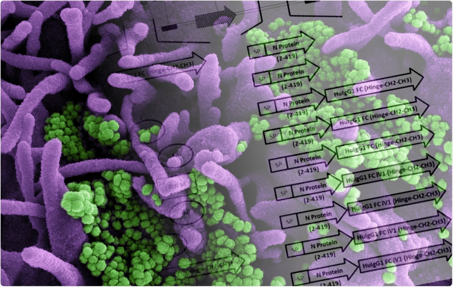 Study: A novel bivalent DNA vaccine encoding both spike protein receptor-binding domain and nucleocapsid protein of SARS-CoV-2 to elicit T cell and neutralising antibody responses that cross react with variants. Image Credit: NIAID