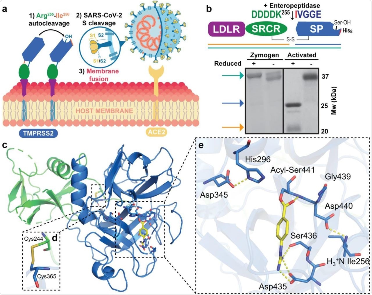 Engineered activation and structural characterization of stabilized TMPRSS2 ectodomain. a Full-length, membrane bound TMPRSS2 zymogen undergoes autocleavage activation at the Arg255-Ile256 peptide bond and the matured enzyme proteolytically processes SARS-CoV-2 Spike protein docked to the ACE2 receptor to drive viral membrane fusion. b Engineered recombinant TMPRSS2 ectodomain containing the low-density lipoprotein receptor type-A (LDLR) domain, a Class A Scavenger Receptor Cysteine-Rich (SRCR) domain and a C-terminal trypsin-like serine peptidase (SP) domain, features an enteropeptidase-cleavable DDDDK255 substitution to facilitate controlled zymogen activation. The non-catalytic (LDLR+SRCR) and catalytic (SP) chains are tethered by a disulfide bond and the activation status can be interrogated by SDS-PAGE under non-reducing and reducing (5% β-mercaptoethanol) conditions. c X-ray crystal structure of activated TMPRSS2 ectodomain pre-treated with nafamostat (yellow sticks). d The interdomain disulfide pair (Cys244-Cys365) maintains covalent attachment of the SRCR and SP domains. e Close-up view of the SP catalytic triad residues (His296, Asp345 and Ser441) and the post-activation Asp440:Ile256 salt bridge showing complete maturation of the protease. Nafamostat treatment results in phenylguanidino acylation of Ser441. Polar contacts are shown as yellow dashed lines.
