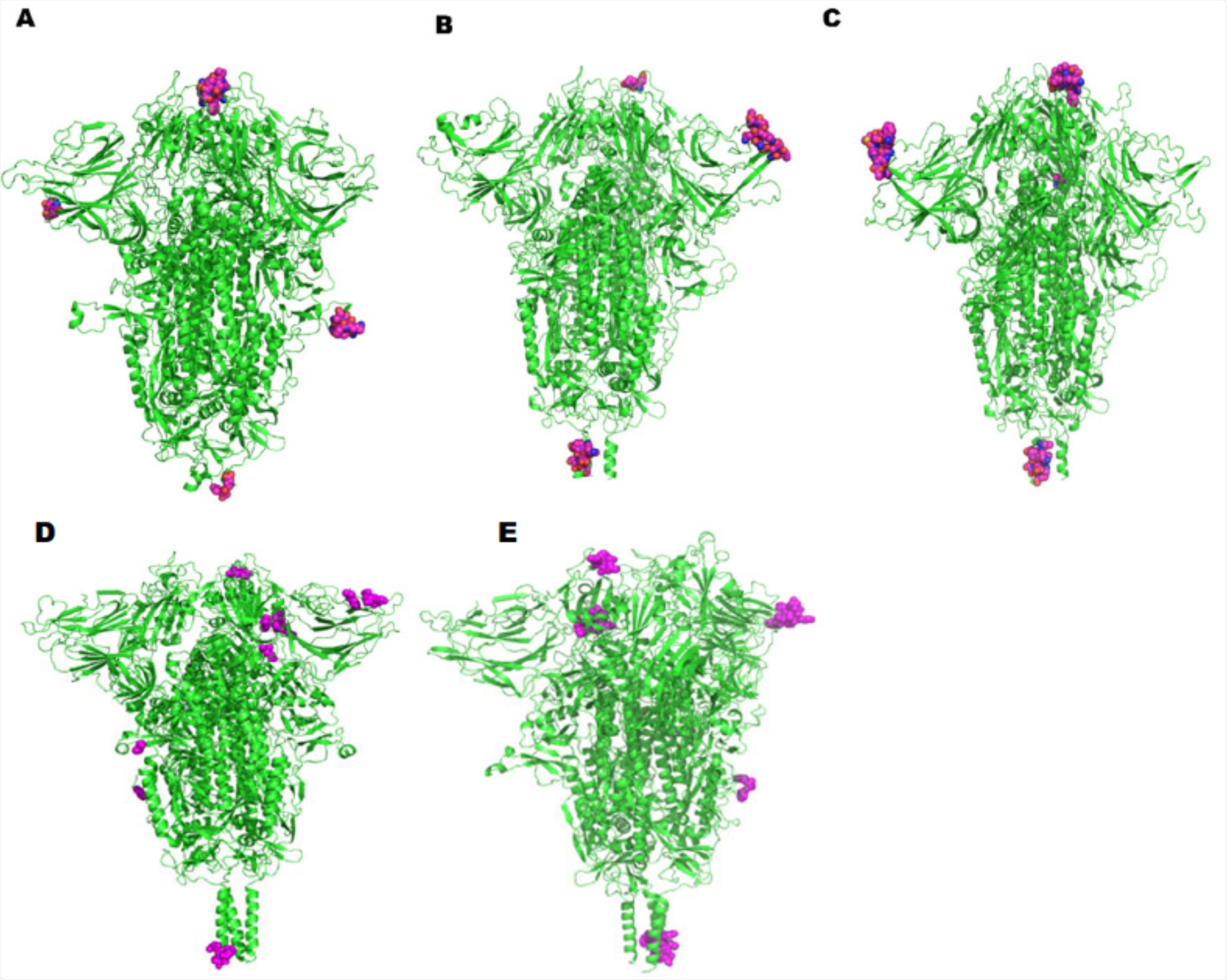 Representations of potential discontinuous B-cell epitopic regions mapped onto the spike protein of the SAR-SCoV-2 variants: (A) Wuhan original L strain, (B) England - B.1.1.7 Alpha, (C)USA - B.1.429, B.1.427 Epsilon, (D) India - B.1.617.1 Kappa, and (E) South Africa - B.1.351 Beta, highlighted as spheres.