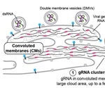 Researchers develop new imaging technique for studying nanoscale coronavirus-host interactions