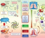 Forkhead box O's potential therapeutic use in the treatment of COVID-19