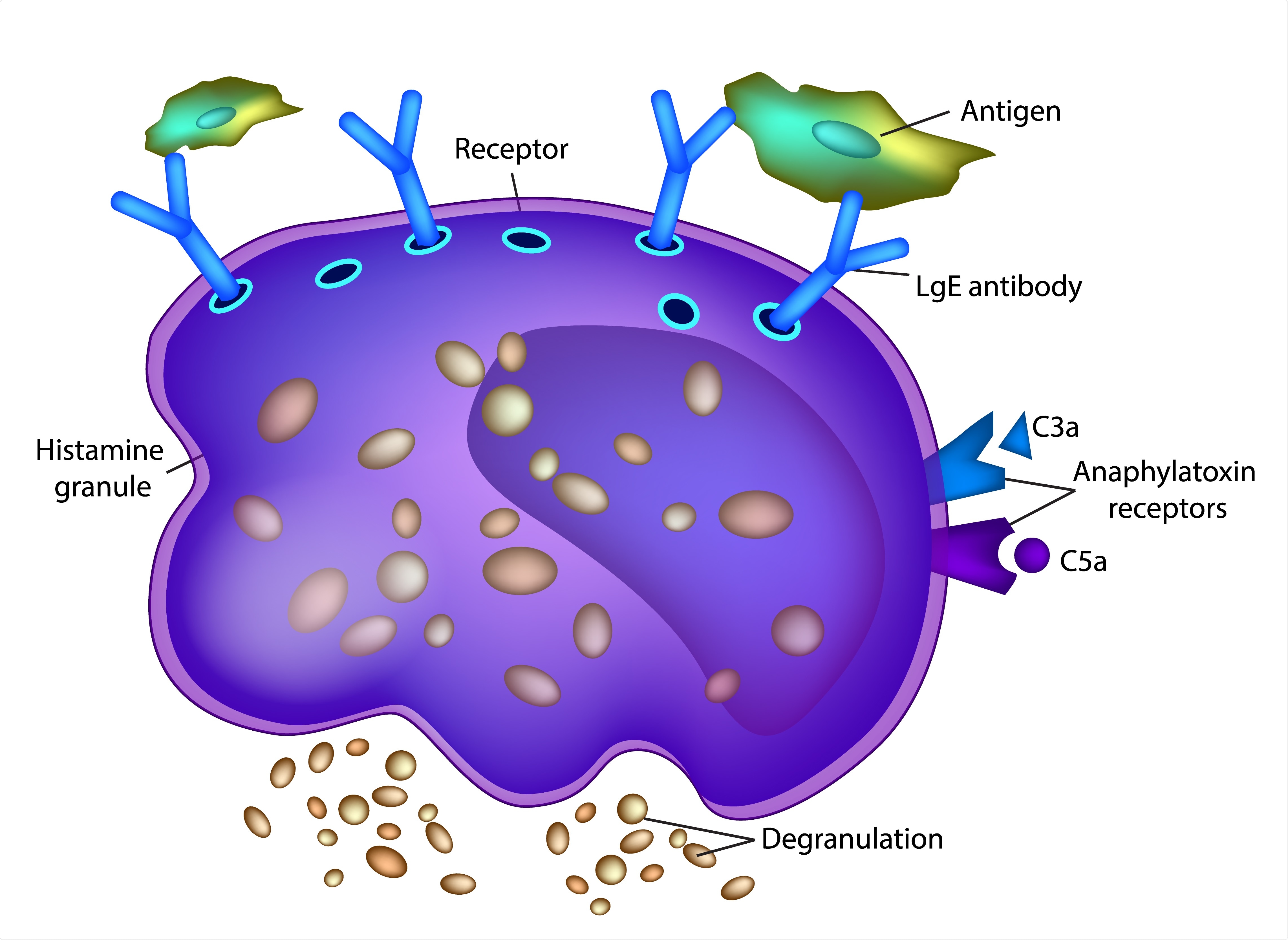 Mast Cell Diagram. Image Credit: Sakurra / Shutterstock