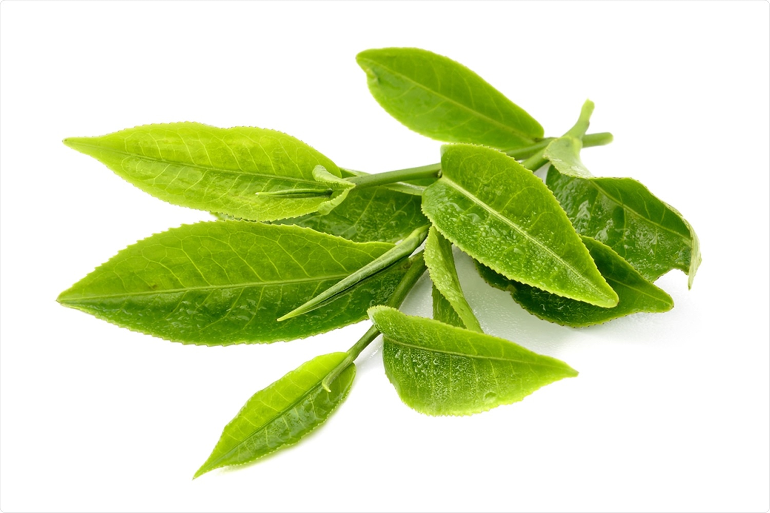 Study: The green tea catechin EGCG provides proof-of-concept for a pan-coronavirus entry inhibitor. Image Credit: Scorpp / Shutterstock