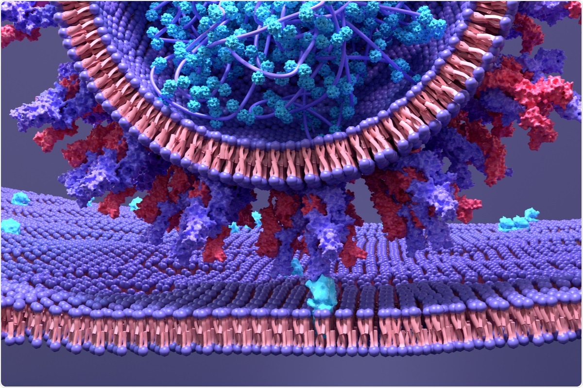 Study: B.1.1.7 and B.1.351 SARS-CoV-2 variants display enhanced Spike-mediated fusion. Image Credit: Design_Cells / Shutterstock