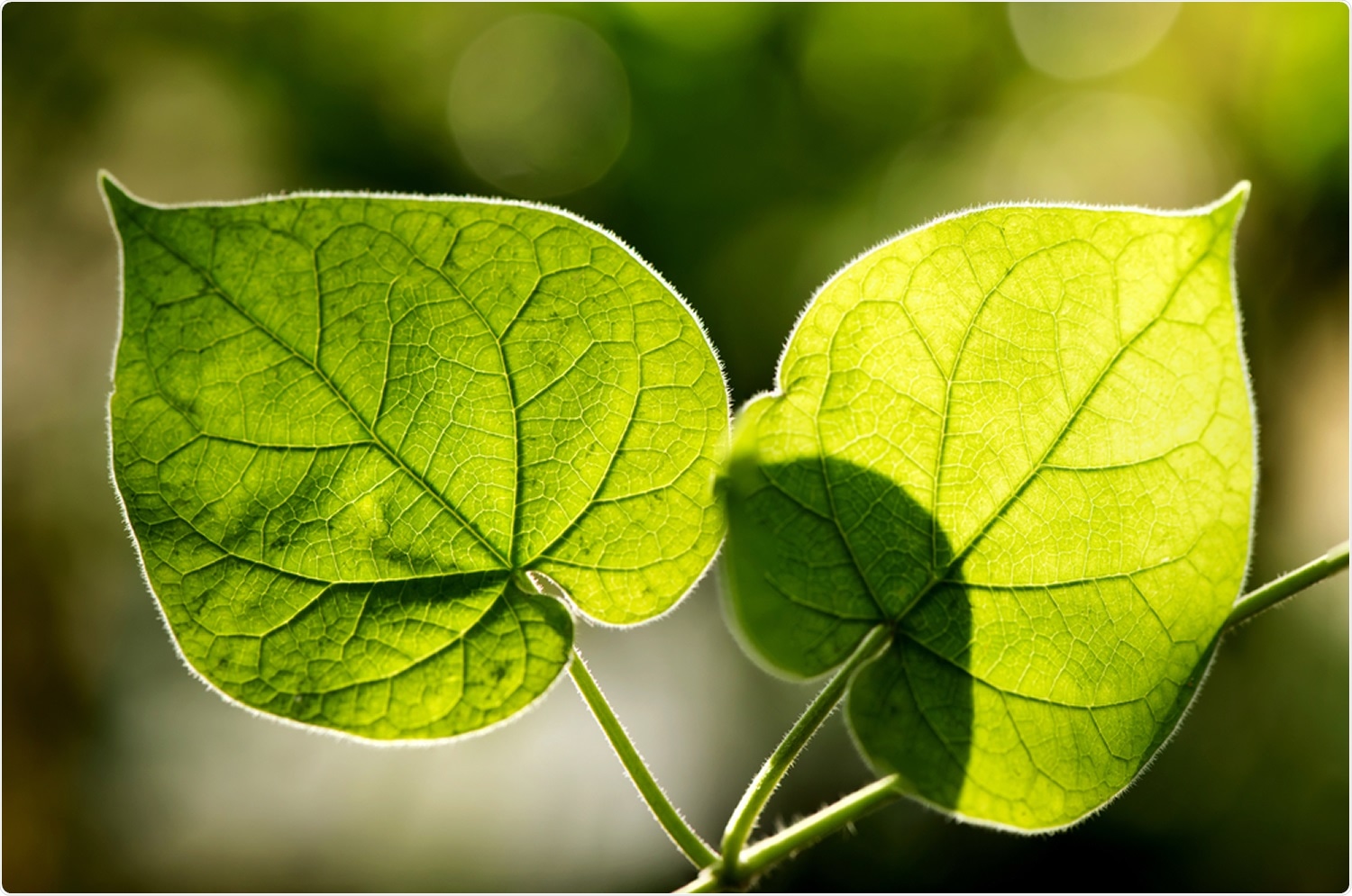 Study: Anti-SARS-CoV-2 potential of Cissampelos pareira L. identified by Connectivity map-based analysis and in vitro studies. Image Credit: Wasanajai / Shutterstock