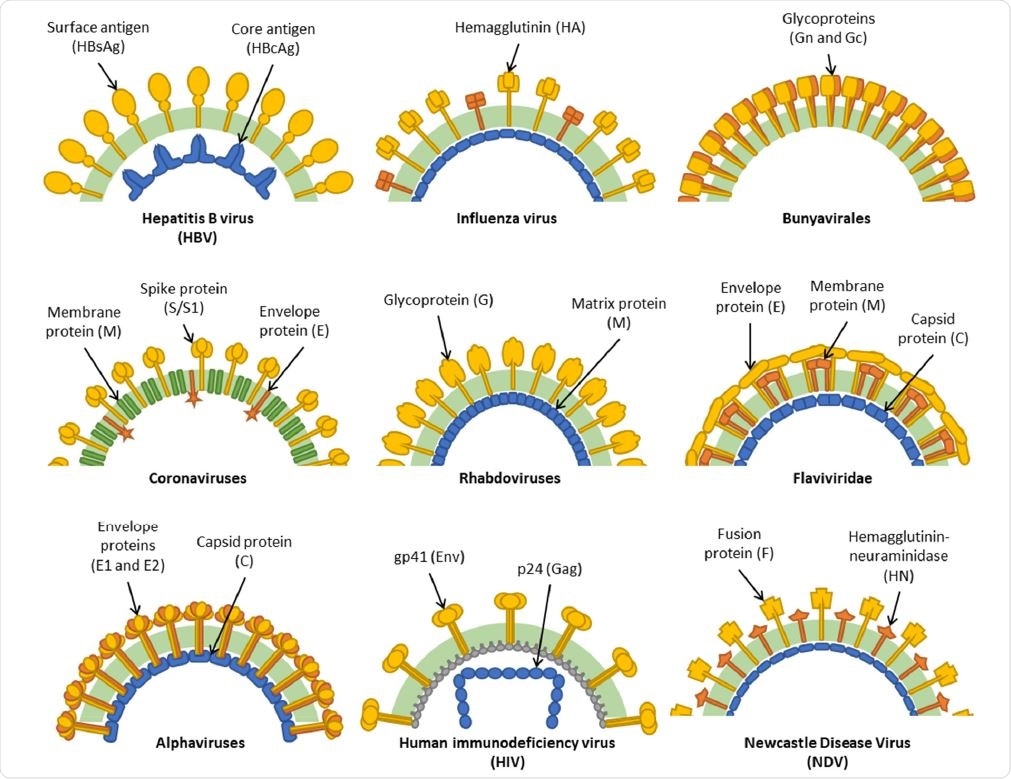 Diagrams depicting the major structural elements of the virus clades described in this review. Background dark green band represents the lipid envelope, and other elements represent viral structural proteins. Blue represents capsid proteins while yellow/orange represents membrane-bound surface glycoproteins.