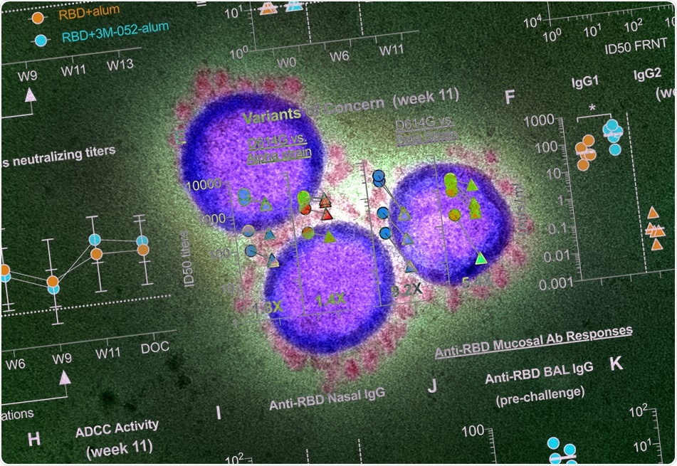 Study: A yeast expressed RBD-based SARS-CoV-2 vaccine formulated with 3M-052-alum adjuvant promotes protective efficacy in non-human primates. Image Credit NIAID / AAAS