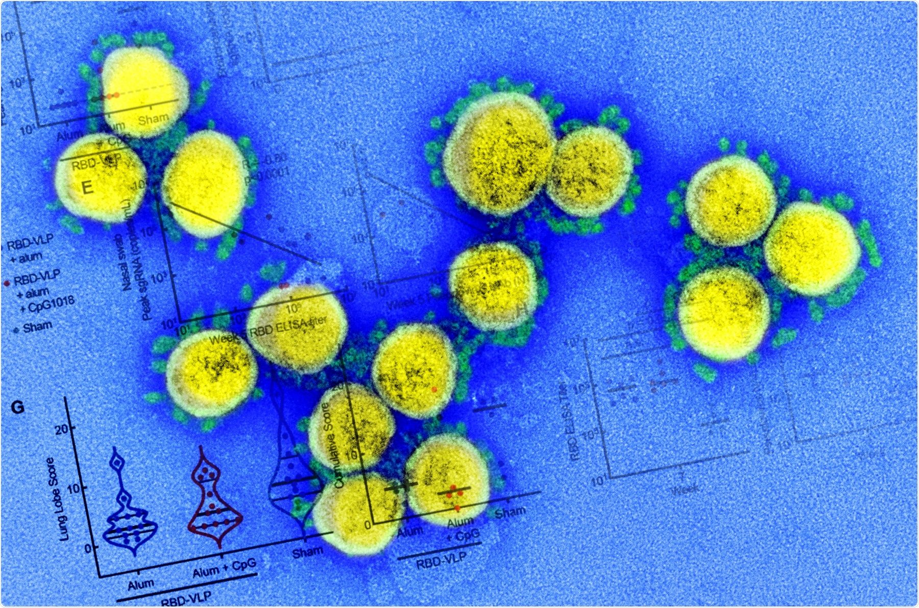 Study: A modular protein subunit vaccine candidate produced in yeast confers protection against SARS-CoV-2 in non-human primates. Image Credit: NIAID