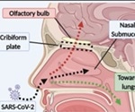 How SARS-CoV-2 infects the brain