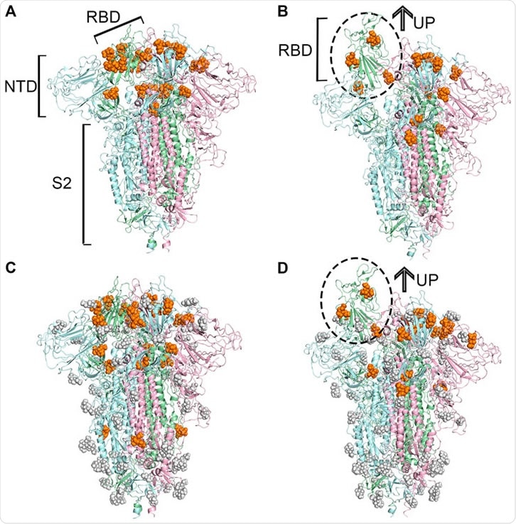 Predicted potential bindings of sialic acids on the surface of the spike protein. Potential ligandable binding sites were identified on the four constructed models of the trimeric spike protein by using FTMap (Ngan et al., 2012) and SiteMap (Halgren, 2009). The different colors of the cartoon models in each figure represent different chains of the protein: chain A is shown in pale-green, chain B is in pale-blue, and chain C is in light-pink. The protein structures which contain gray sphere balls represent glycosylated state S trimer (the gray sphere models are the glycosylation), and the orange balls represent sialic acid molecules. (A) 21 and (B) 15 sialic acid molecules were observed to bind to the different places of the surface of unglycosylated spike protein in “down” and “up” conformational states, respectively, (C) 23 potential sites for sialic acid binding were identified on the surface of glycosylated spike protein in “down” conformational state, and 17 were found (D) in the “up” conformational state.