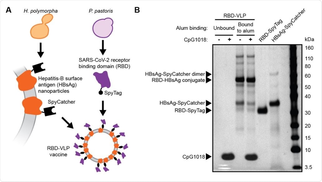 Design and analysis of the RBD-VLP drug product A) Schematic of protein expression and conjugation. B) Reduced SDS-PAGE analysis of the formulated RBD-VLP vaccine samples. Alum-bound protein antigen (with and without CpG) was separated by centrifugation and desorbed from the alum using an elution buffer combined with heat treatment prior to SDS-PAGE.