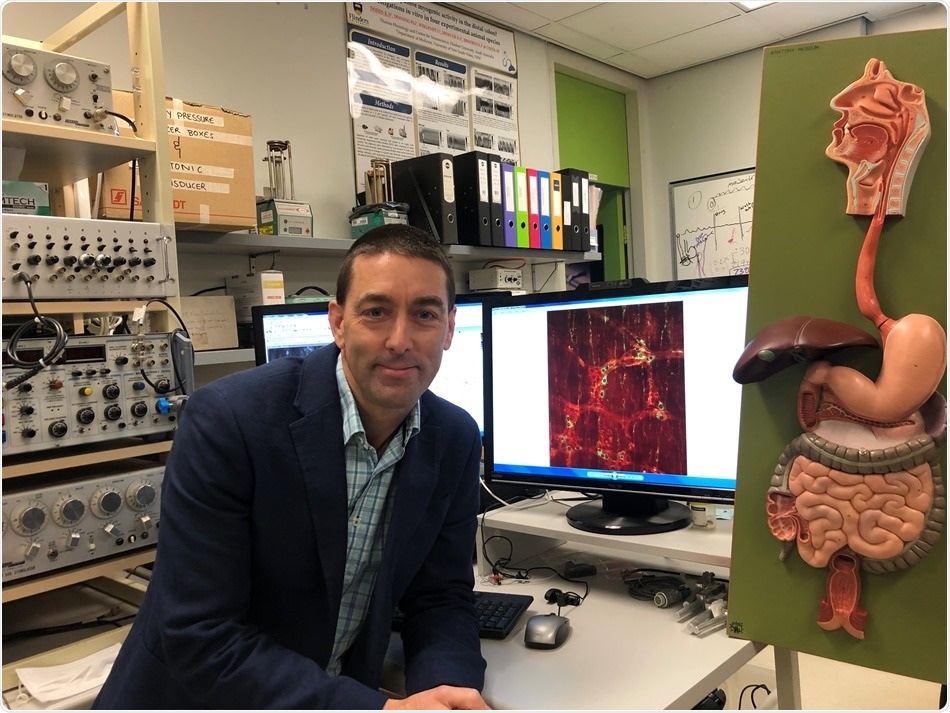 Study explains how the ‘first brain’ works in the gut