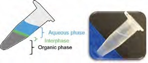 Phase separation typically observed when performing a conventional phenol-based nucleic acid extraction. The photograph shows how difficult it is to see the phase separation.