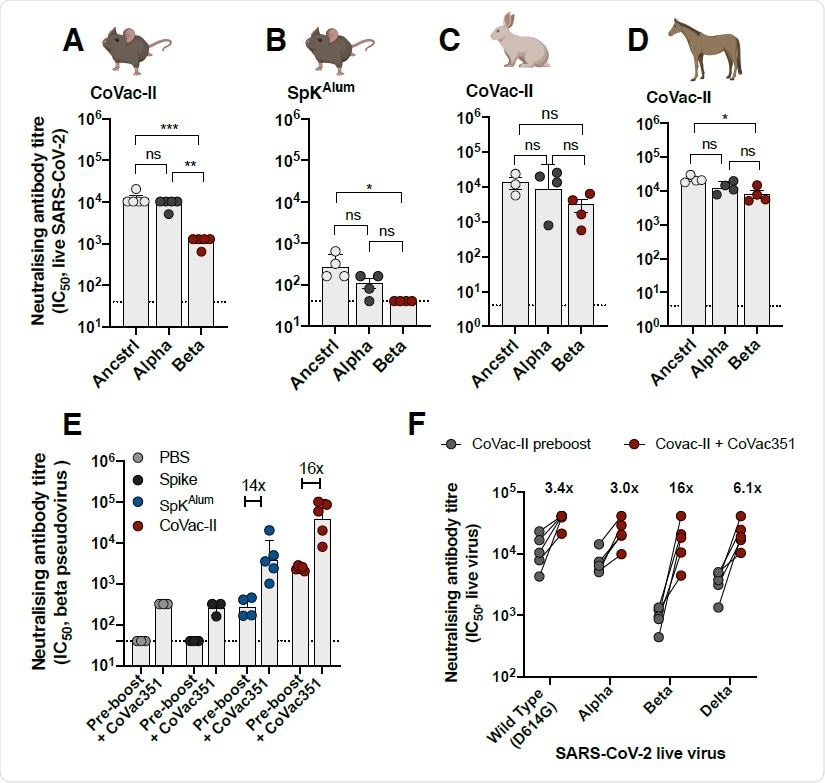 Alhydroxiquim-II-adjuvanted vaccines afford cross-species neutralisation of variants of concern, that is augmented by a variant-specific booster vaccine. Mice (n=4 to 5) were vaccinated as in Figure 1 and 3 weeks post-vaccination, plasma from CoVac-II (A) or SpKAlum (B) tested for neutralising activity against live SARS-CoV-2 infection of Vero E6 cells (ancstrl=ancestral virus). C. Rabbits (n=3) were immunized i.m. twice with CoVac-II (ancestral 5 μg spike/200 μg Alhydrogel) and NAb titres against live SARS-CoV-2 viruses determined. D. Horses (n=3) were immunized i.m. twice with CoVac-II (ancestral 20 μg spike/500 μg Alhydrogel) and NAb titres against live SARS-CoV-2 viruses determined. E. Mice vaccinated 250 days previously were boosted with a single dose of CoVac351 (5 μg Beta spike/100 μg Alhydroxiquim-II) and NAb titres against Beta spike-pseudovirus determined at one week post-boost. Data presented as geometric mean ± geometric SD. F. Plasma from CoVac351-boosted mice was tested for neutralising activity against live SARS362 CoV-2 infection of Vero E6 cells. The dotted line shows the limit of detection. Significant differences between groups were determined by one-way ANOVA.