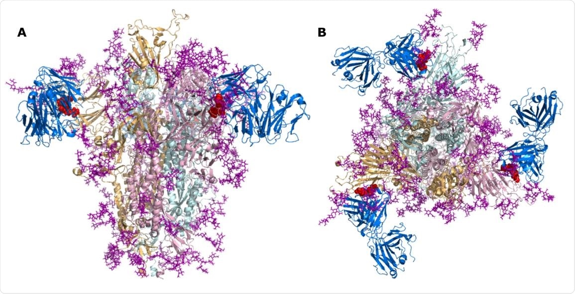 SARS-CoV-2 Spike bound to TN1 Fab antibody. SARS-CoV-2 Spike shown in the trimeric state (PDB id: 6VSB) bound to TN1 Fab antibody (blue, PDB id: 1V7M) as viewed from (A) the side and (B) the top. The TQLPP motifs are shown as red spheres and glycans are shown in purple.