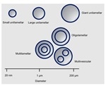 Characterizing liposomes in pharmaceutical applications with Small-Angle X-ray Scattering (SAXS)