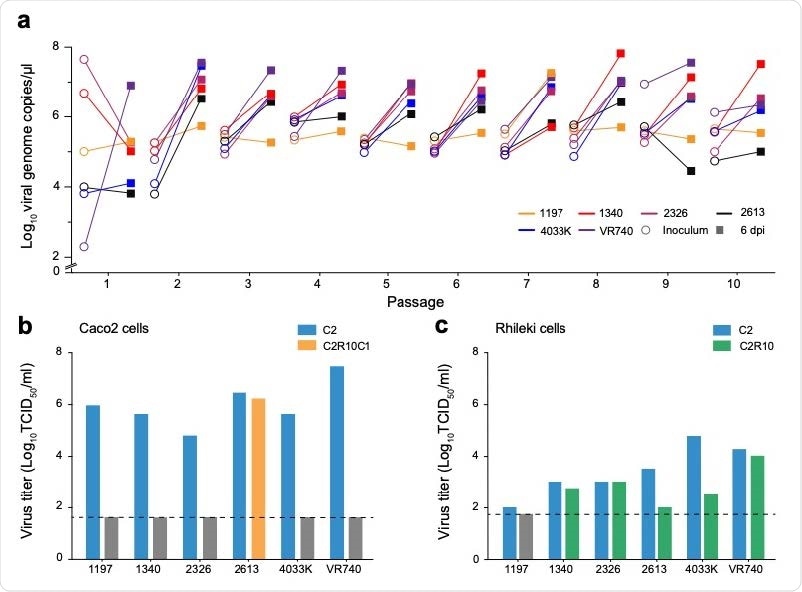 Rhileki cells are susceptible and permissive to 229E. a, Rhileki cells were inoculated with six 229E isolates at MOI = 0.01 and incubated for 6 days. Viral genome copies of the inoculum (circles) and at 6 days post inoculation (square) are plotted. The inoculum for subsequent passages was standardized based on copy number. b, Viral titers (TCID50/ml) of C2, C2R10 and C2R10C1 viruses titrated in Caco2 cells. c, Viral titers of C2 and C2R10 viruses titrated in Rhileki cells. Black dashed lines represent the limit of detection