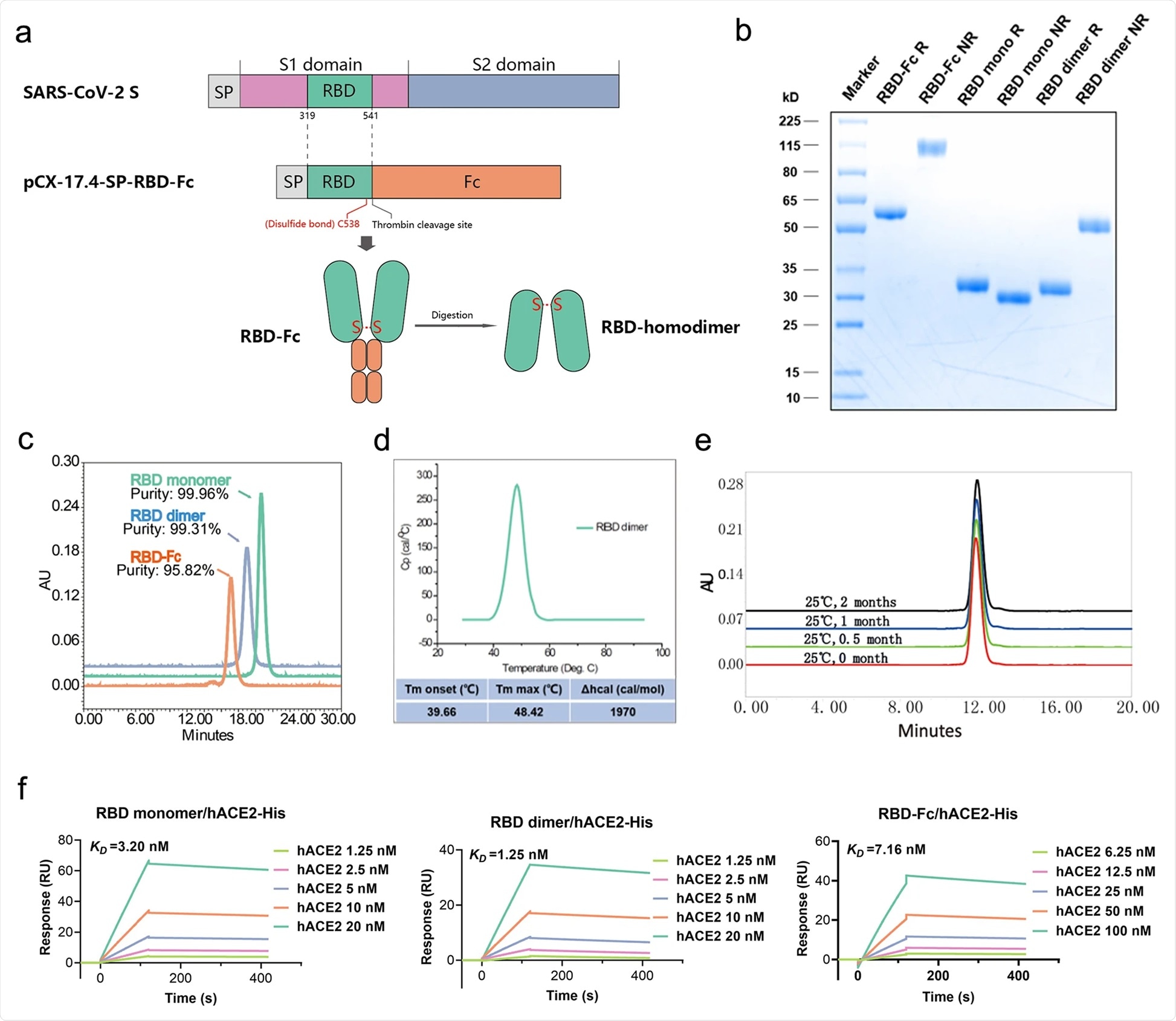 Schematic diagram of the full-length SARS-CoV-2 spike protein (S) and RBD protein (319–541 amino acid). Structural elements include cleavable signal sequence (SP, gray), S1 (pink), and S2 (blue), receptor binding domain (RBD, green), thrombin cleavage site, Fc (orange), disulfide bond at S protein position 538 amino acid between RBD monomers (red). b Analysis of the reduced and non-reduced RBD proteins and RBD protein precursors (RBD-Fc) through SDS-PAGE and Coomassie brilliant blue staining. RBD was acquired from thrombin digestion on RBD-Fc and removing Fc fragments. R reduced form, NR non-reduced form. c Analysis of RBD monomer, RBD dimer, and RBD-Fc proteins by size exclusion chromatography (SEC), and the corresponding purities were marked in the graph. d Thermostability of RBD dimer proteins calculated by differential scanning calorimetry (DSC). e The long-term stability of RBD dimer at 25 °C was detected by SEC. f The binding affinity of RBD monomer, homodimer, and RBD-Fc to hACE2-His. The corresponding KDs were calculated using the Biacore T200 Evaluation 3.0 (software) with “1:1 binding” model as the curve fitting method.