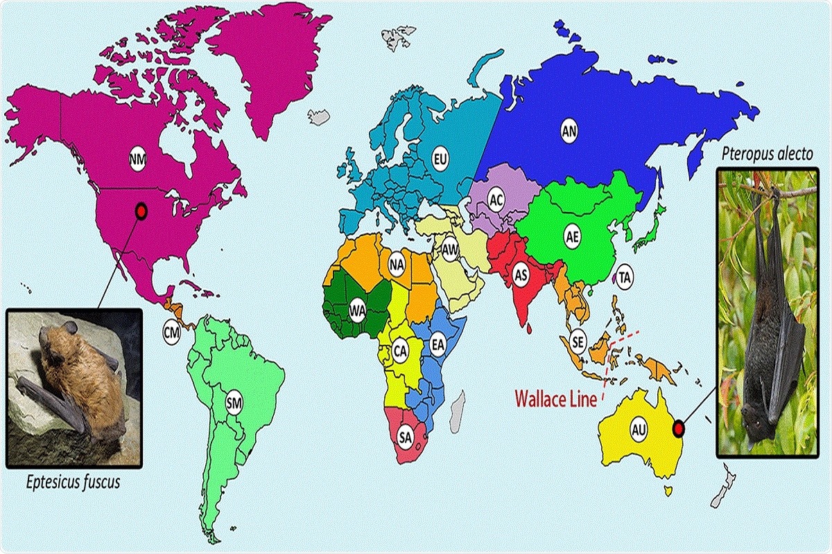 FIG 2 Distribution of bats from which retroviral sequences have been reported. Geographical regions hosting bat species with reported retroviral sequences are separated by color and labeled as follows: AC, Central Asia; AE, Eastern Asia; AN, Northern Asia; AS, Southern Asia; AU, Australia; AW, Western Asia; CA, Central Africa; CM, Central America; EA, Eastern Africa; EU, Europe; NA, Northern Africa; NM, Northern America and the Caribbean; SA, Southern Africa; SE, South East Asia; SM, Southern America; TA, Taiwan; WA, Western Africa. Regions in gray have not had reported bat retroviral sequences. A biogeographical boundary, the Wallace line, is indicated by the red dashed line. The hosts of two confirmed bat exogenous retroviruses (XRVs), the black flying fox (Pteropus alecto), and the big brown bat (Eptesicus fuscus) are pictured. “Black Flying Fox - Pteropus Alecto” by Andrew Mercer available at https://commons.wikimedia.org/wiki/File:Black_Flying_Fox_-_Pteropus_alecto_-_(IMG_4883).jpg under a Creative Commons Attribution-ShareAlike 4.0. “Big Brown Bat” by John MacGregor available at https://commons.wikimedia.org/wiki/File:Big_brown_bat_crawl.png under a Creative Commons Public Domain Mark 1.0.