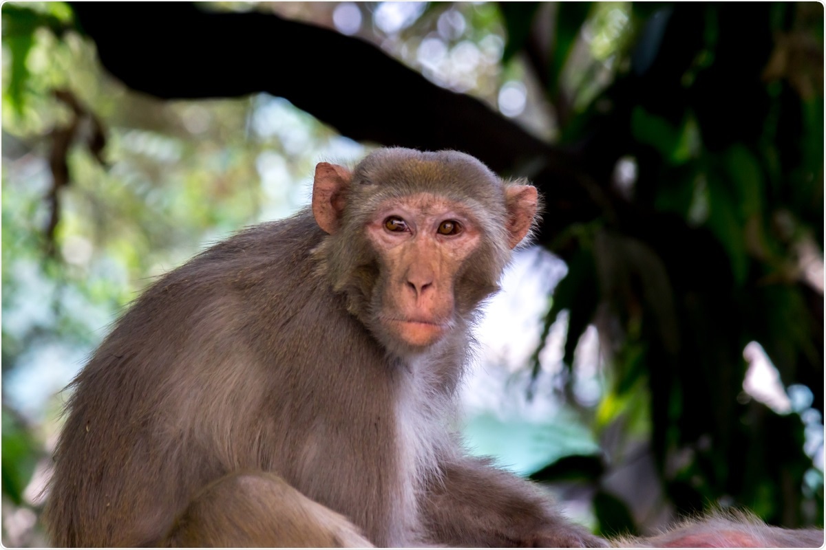 Study: Protective Efficacy of Gastrointestinal SARS-CoV-2 Delivery Against Intranasal and Intratracheal SARS-CoV-2 Challenge in Rhesus Macaques. Image Credit: Robert Ross/ Shutterstock