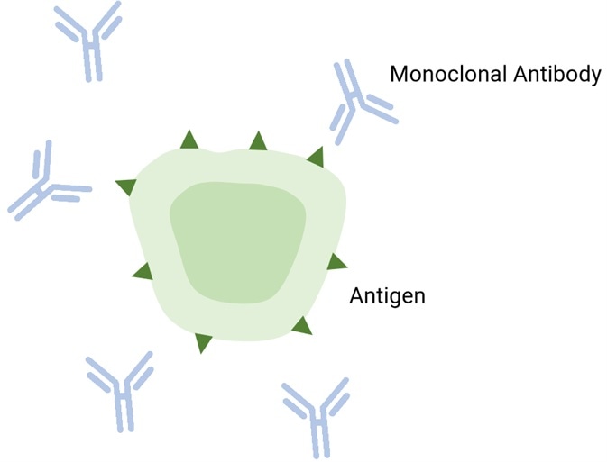 Particle size analysis of monoclonal antibody modified latex particles