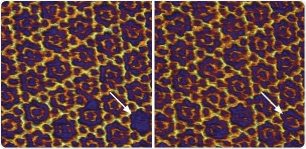 Fast tapping mode topography image acquired at 170 Hz line rate of Annexin 5 protein on lipid membrane in buffer. The arrows depict the occupation of a centric trimer from solution in the 2D crystal structure 12 seconds (8 frames) later. Scan size 96 nm × 96 nm, height range 1.0 nm.