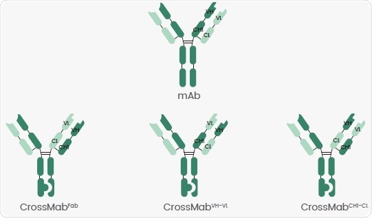 Different CrossMab Crossovers.