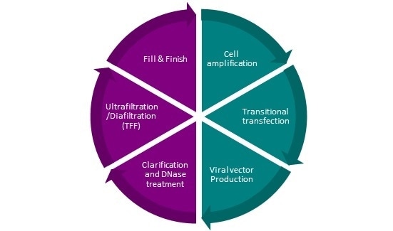 Manufacturing lentiviral vectors: How can this be optimized?