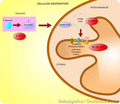 ATP synthesis