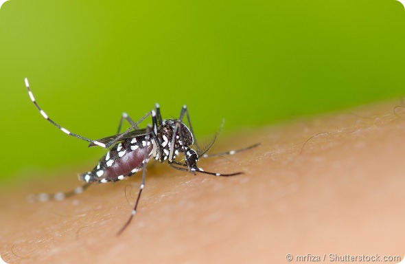 Aedes mosquito sucking blood on skin