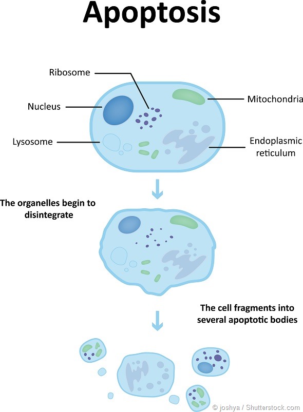 Apoptosis Diagram