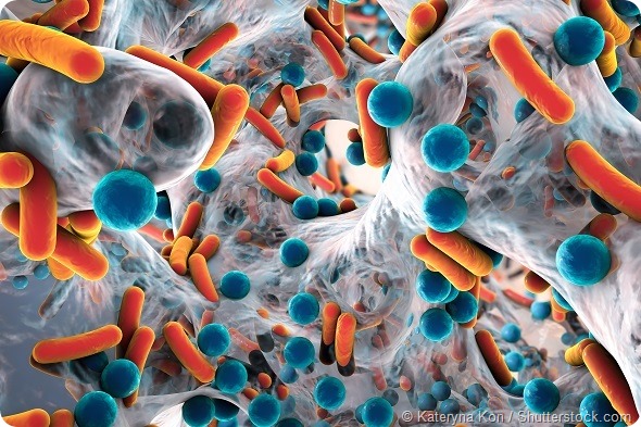 Biofilm of antibiotic resistant bacteria, closeup view